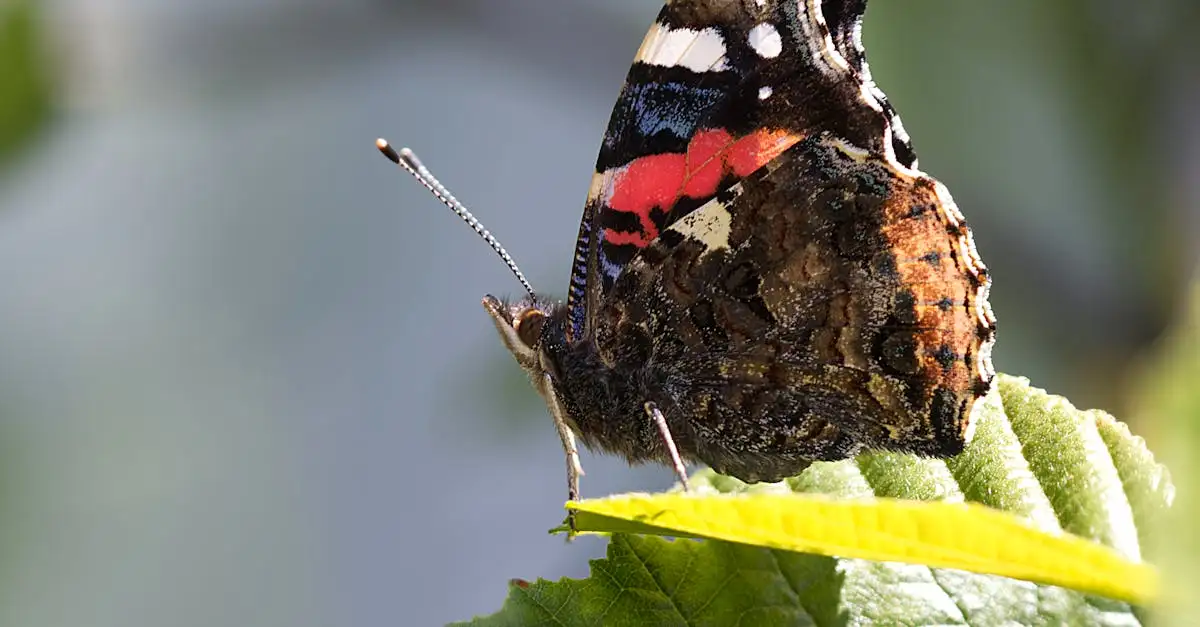 Atalanta vlinder betekenis spiritueel: wat zegt hij?