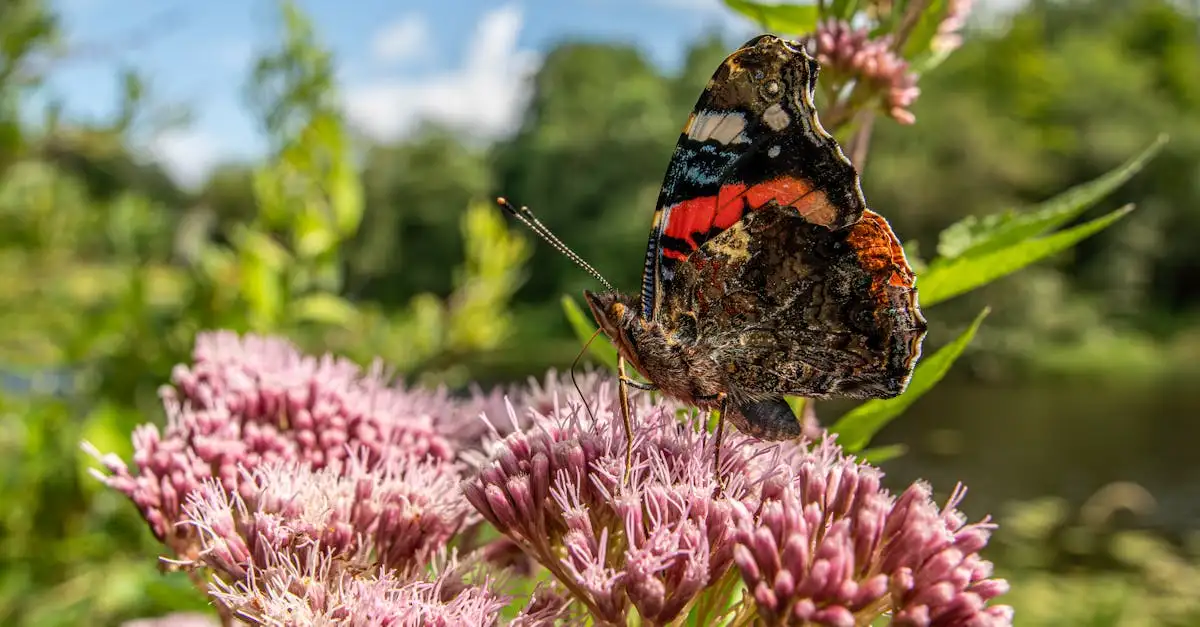 Atalanta vlinder weetjes: alles over deze mooie insecten