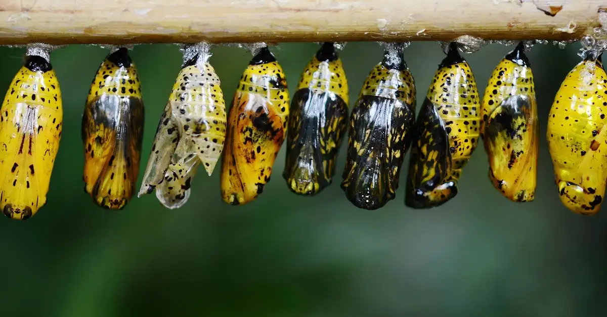 De Aurelia vlinder: Feiten, kenmerken en levenscyclus