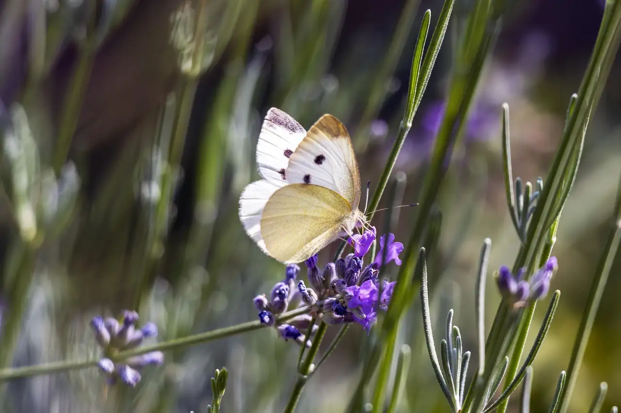 Betekenis witte vlinder