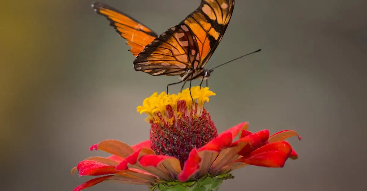 Blauwe morpho vlinder: fascinerende feiten en kenmerken