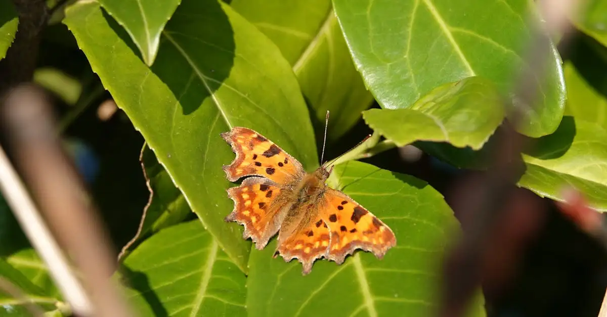 Blauwe vlinder nederland