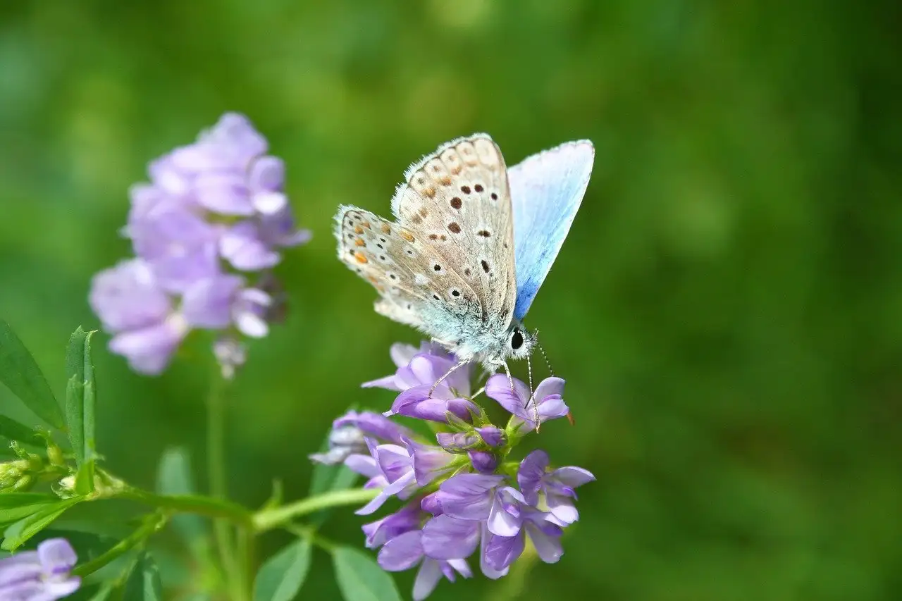 Vlinders blauwtje