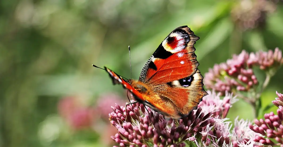 Bruin oranje vlinder ontdekken en herkennen