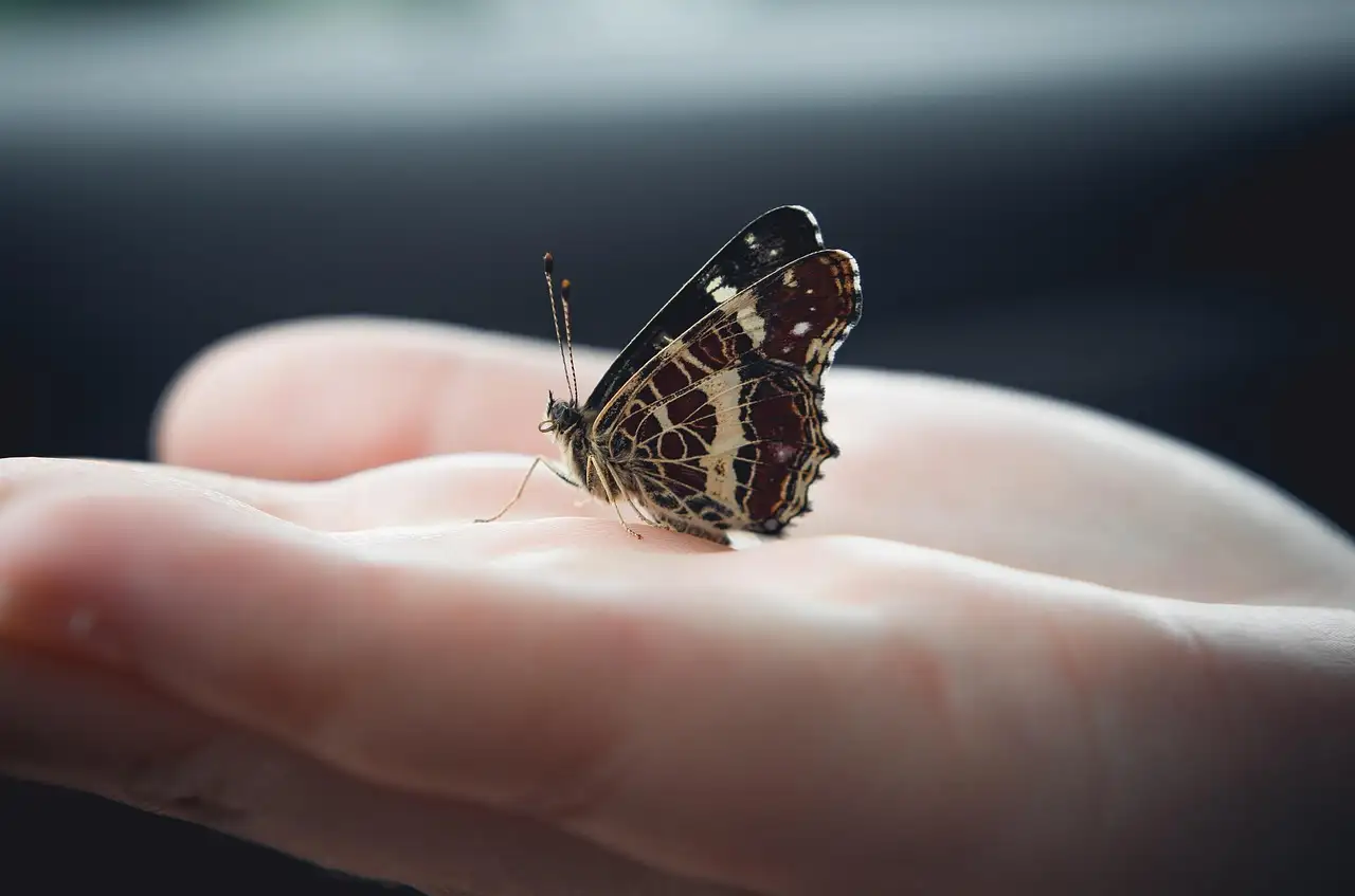 Bruine vlinder met gele stippen: kenmerken en soorten