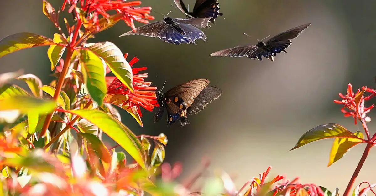 Ontdek de mooiste vlindertuin: tips voor uw tuin