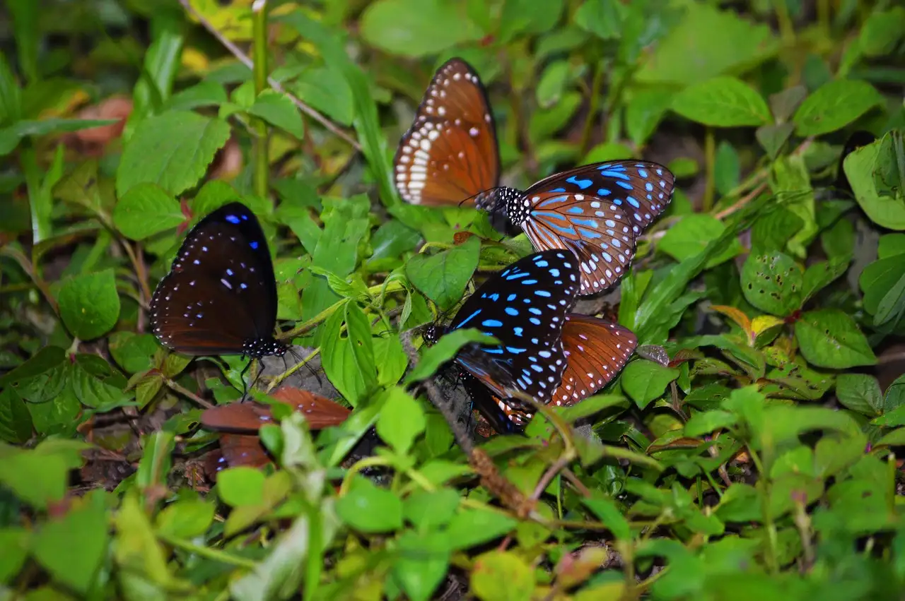 Een tafel vol vlinders: ontdek de schoonheid van de natuur
