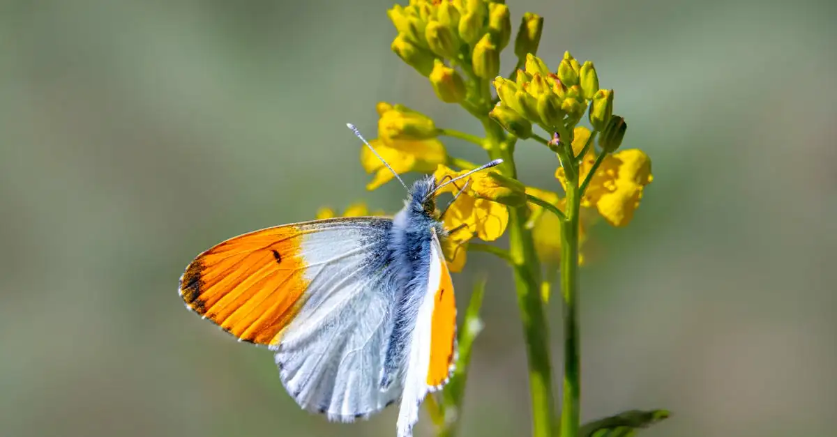 Vlinder fotograferen: tips voor de mooiste foto’s