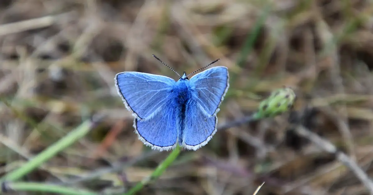 Ontdek de mooiste gekleurde vlinders in Nederland nu