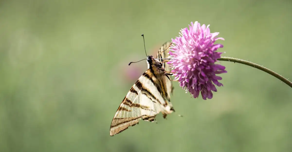 Het hart van vlinders ontdekken en hun kwetsbaarheid