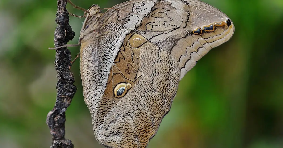 Ontdek de fascinerende wereld van insecten en vlinders
