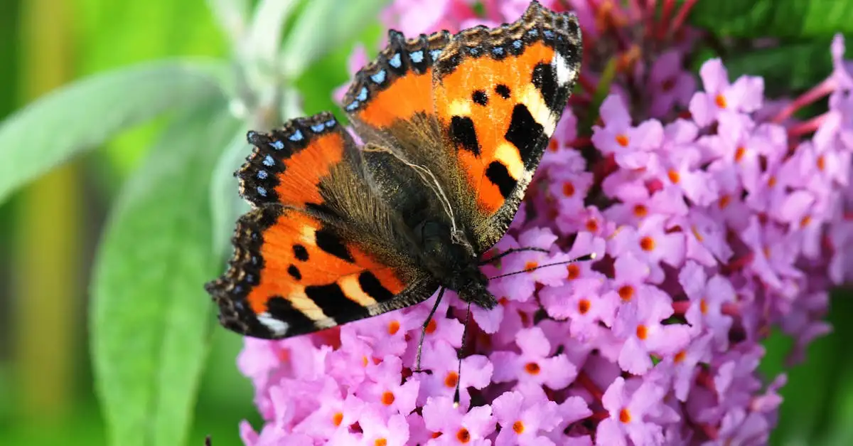 Kleine vos vlinder