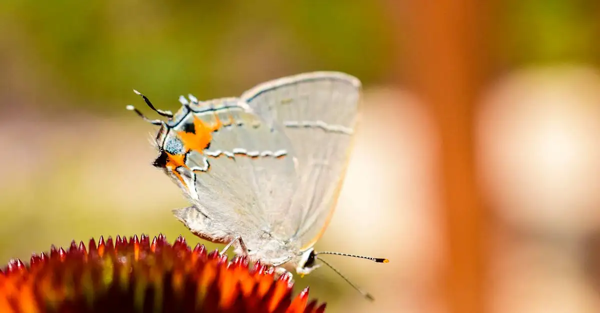 Kleinste vlinder ter wereld ontdekken en fascinerende feiten