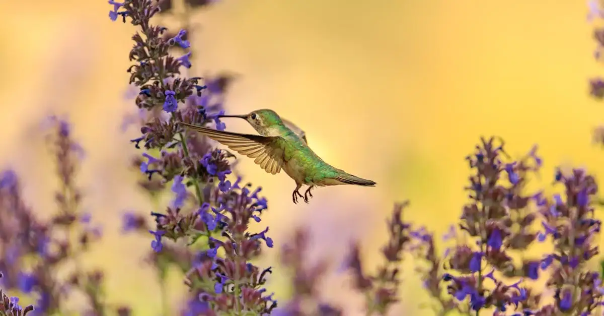 Kolibri vlinder