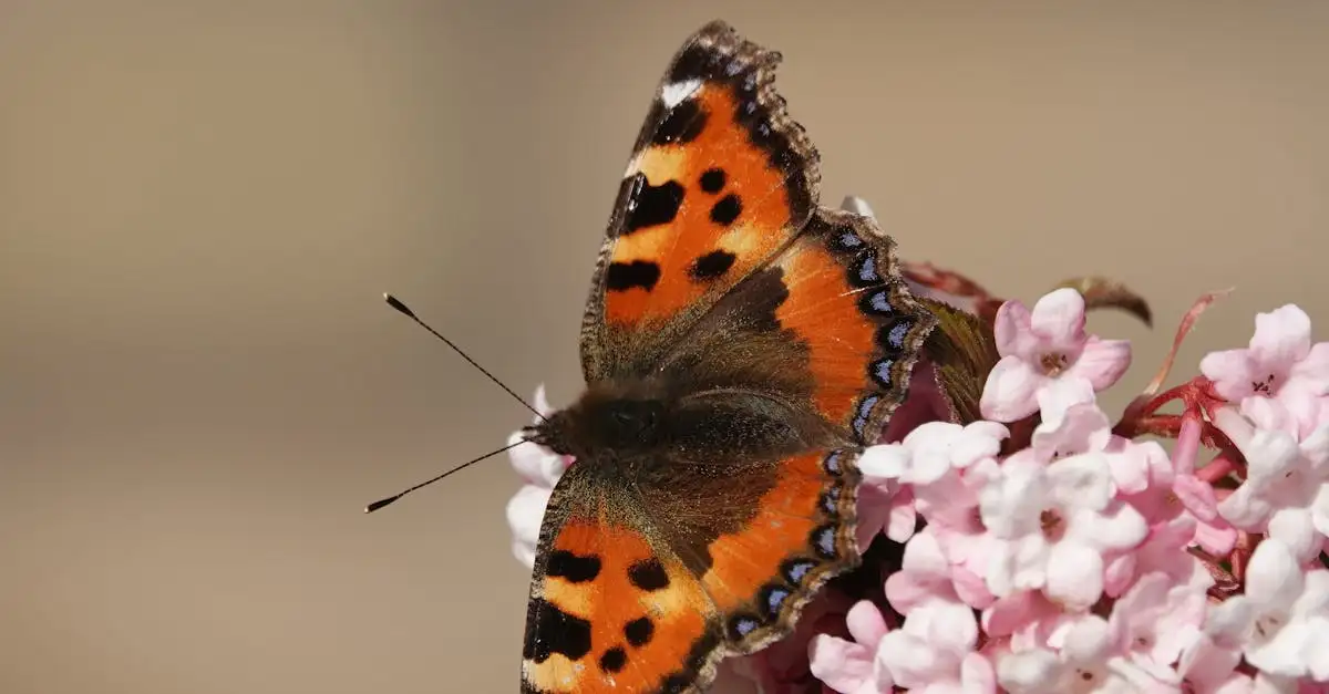 Lichtblauwe vlinder ontdekken en herkennen in Nederland