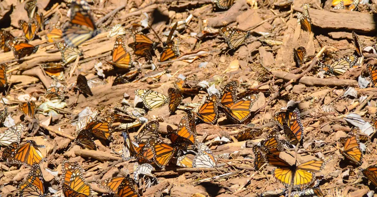 Monarch vlinder Mexico: Reis en overwintering van de vlinder