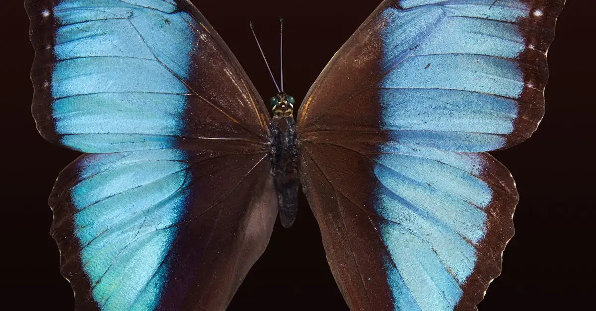 De Morpho vlinder: Blauw, groot en uniek