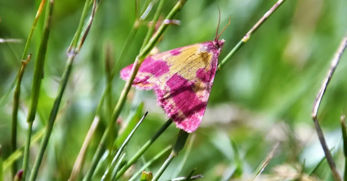 Ontdek de mooiste motten en vlindersoorten in Nederland