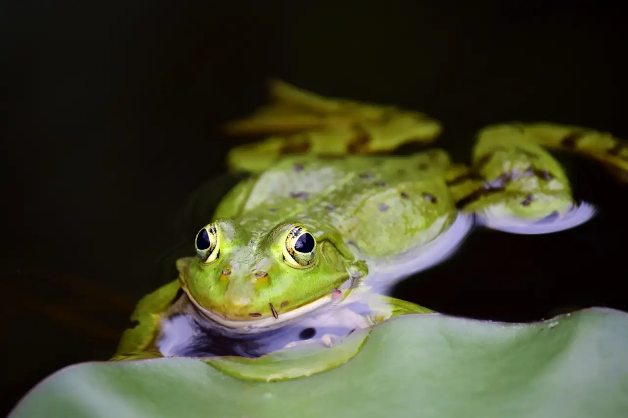 Olifantsrups vlinder: kenmerken en leefgebied.