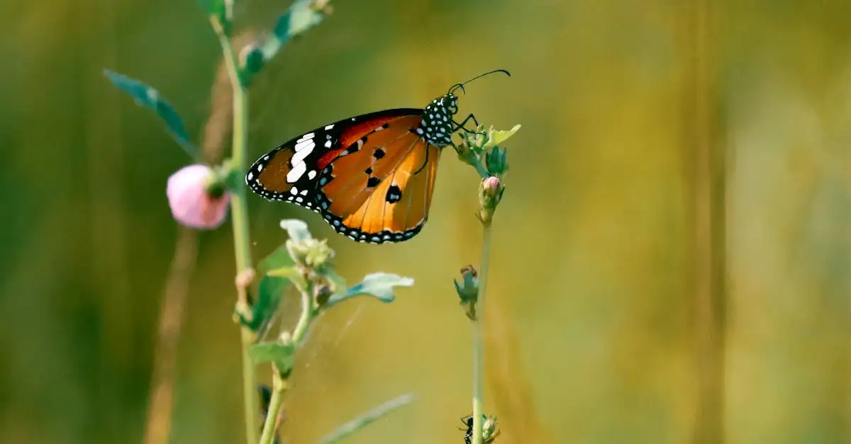 Oranje vlinder met zwarte stippen
