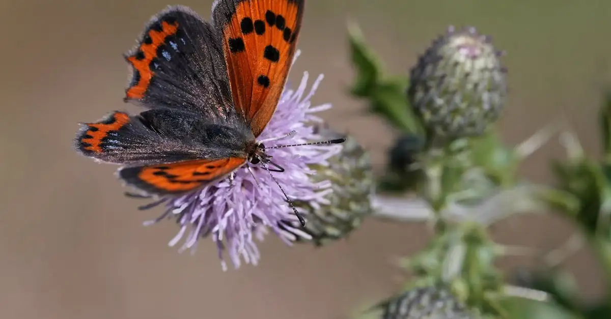 Oranje vlinder in Nederland: soorten en kenmerken