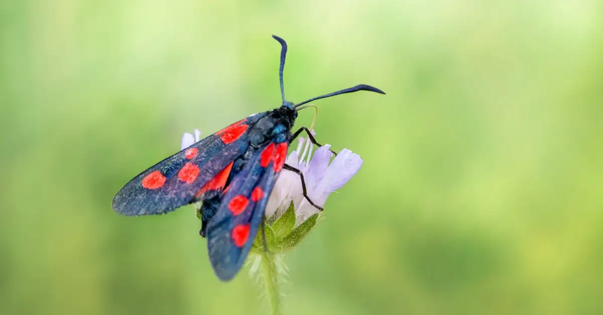 Pimpernel vlinder: Kenmerken, leefgebied en zeldzaamheid