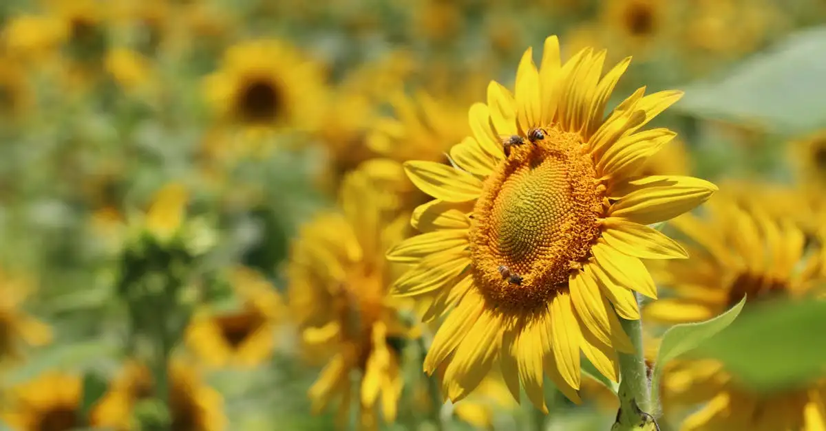 Creëer een vlindertuin met de juiste planten voor bijen