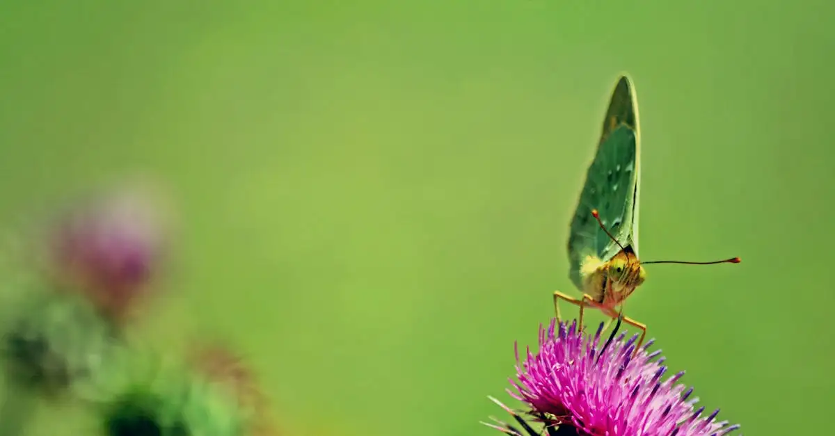 Planten voor vlinders