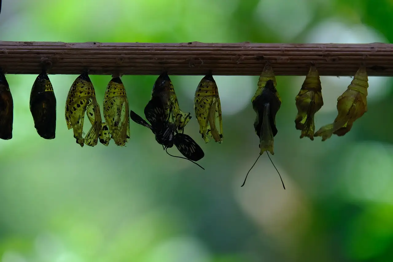 De metamorfose van rups naar vlinder: de pop