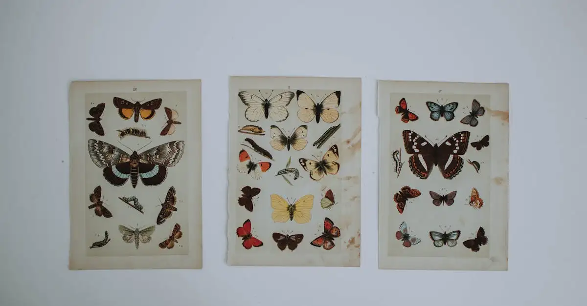 Puzzel vlinder: Ontdek onze mooie en uitdagende collectie