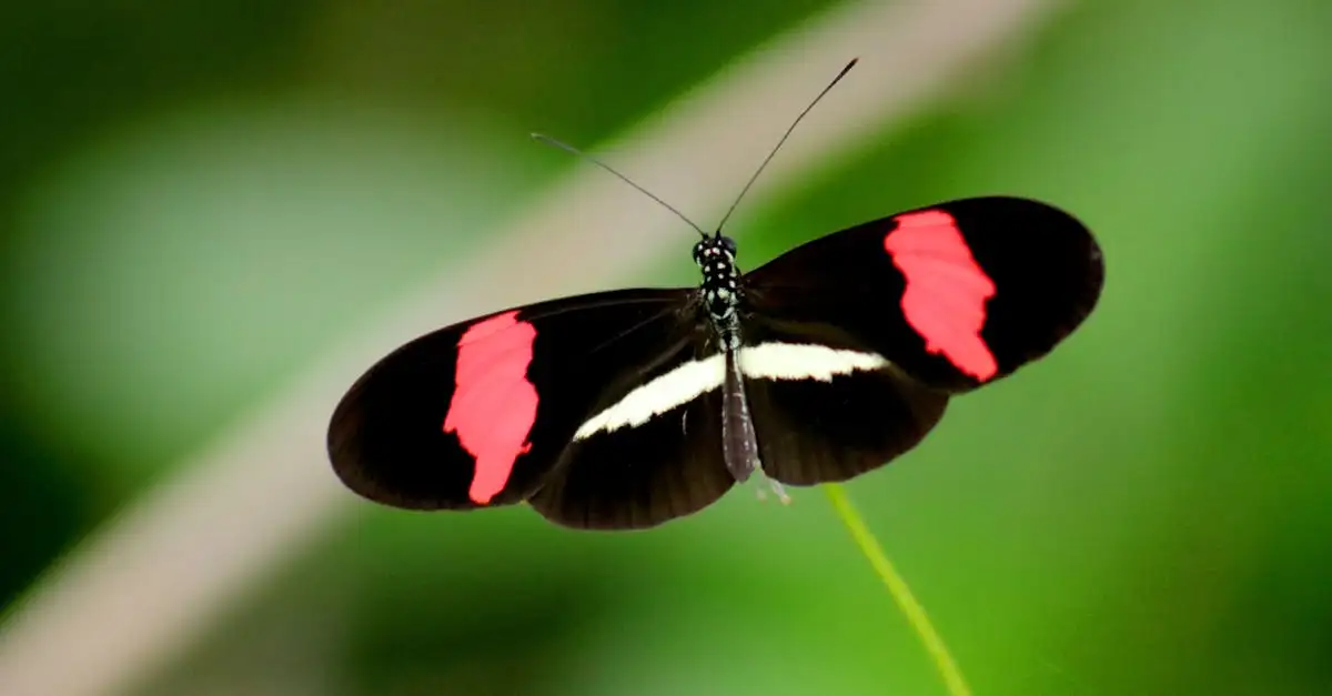 Rood zwarte vlinder: ontdek deze bijzondere insectensoort