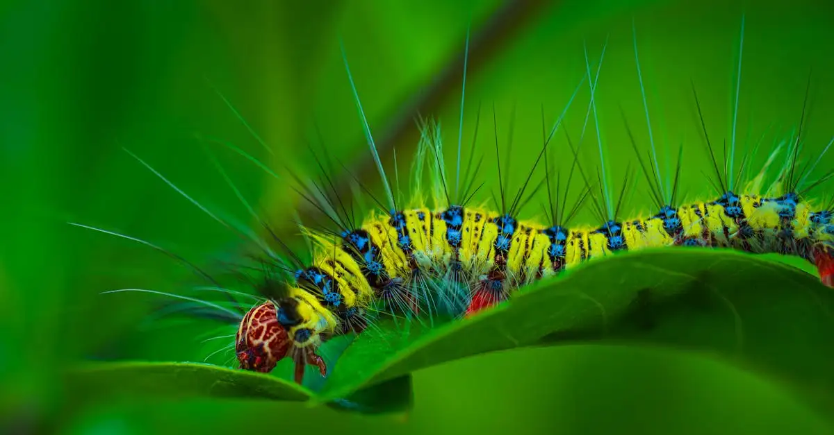 Rups, cocon en vlinder: de metamorfose van insecten