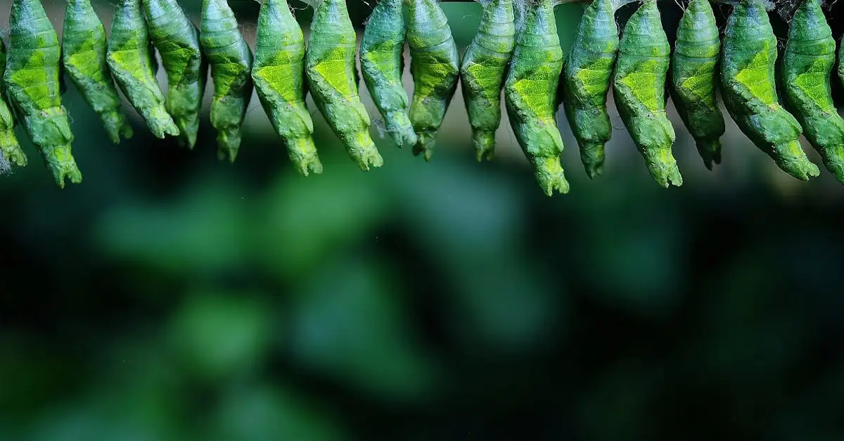 Rups, vlinder en cocon: het fascinerende transformatieproces