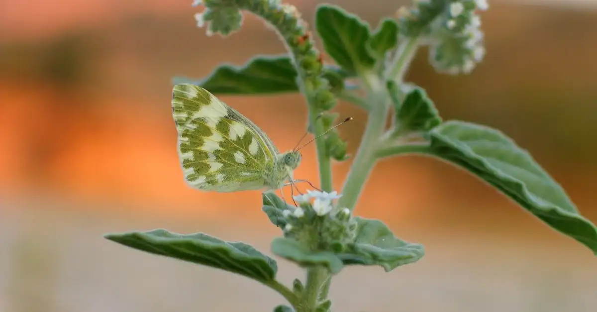 Struiken voor bijen en vlinders: een bloemrijke tuin