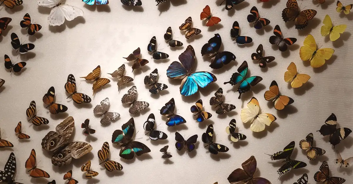 Ontdek de mooiste tropische vlinders in onze collectie