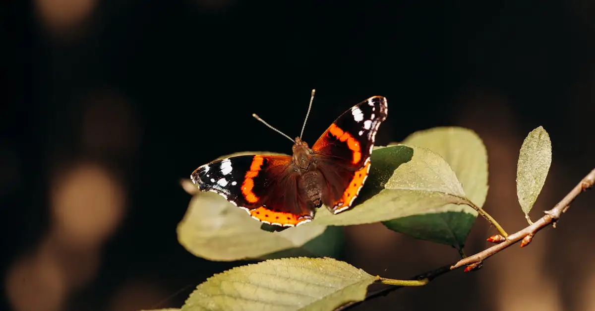 Vlinders atalanta