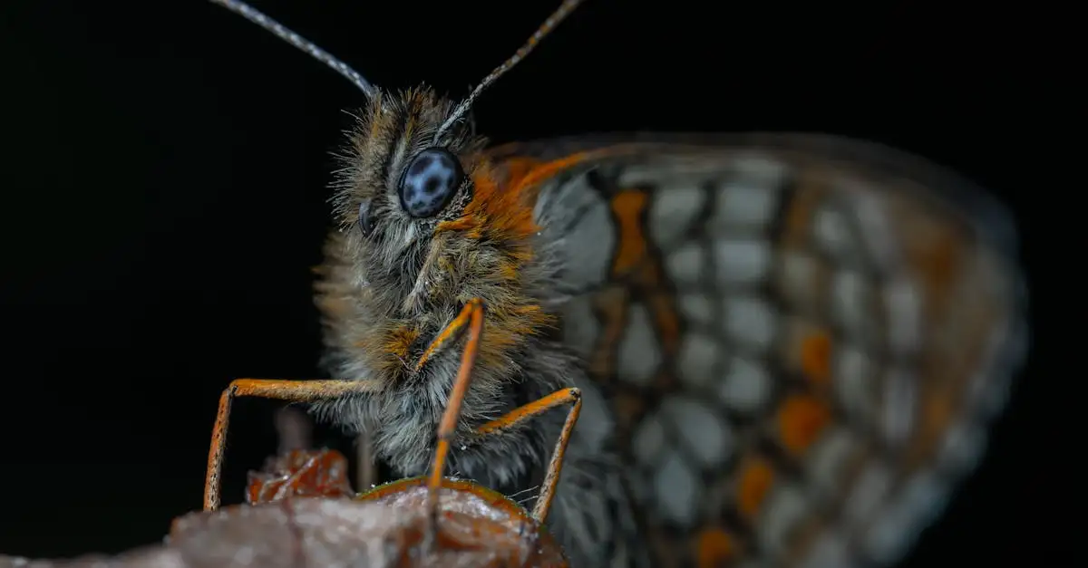Vlinder close up: fascinerende details van de natuur