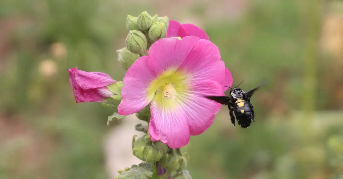 Vlinder- en bijenbloemen: trek nuttige insecten aan