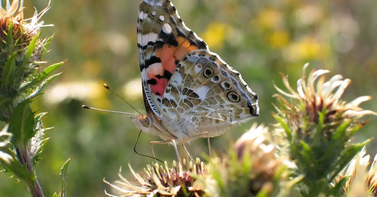 Ontdek de mooiste vlinder- en bijentuin voor uw tuin