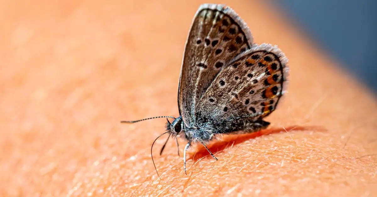Vlinder informatie: Ontdek alles over deze fascinerende