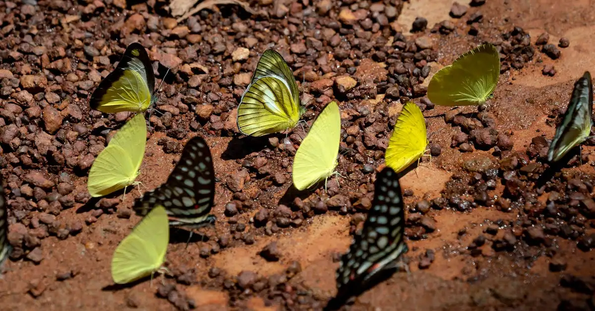 Vlinder insect: Ontdek de mooiste soorten en hun leefgebied
