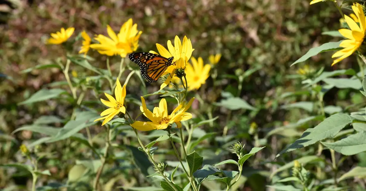 Lichtblauwe vlinder ontdekken en bewonderen