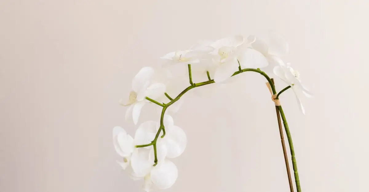 Vlinder orchidee