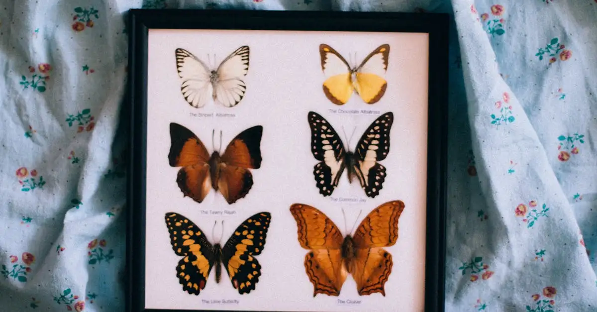 Vlinder puzzel: Ontdek onze mooie collectie