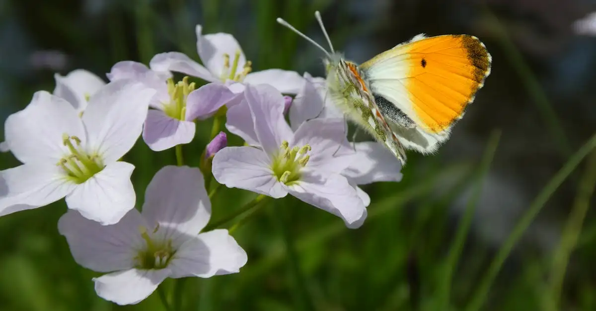 Vlinder puzzelwoord oplossen en tips voor de beste