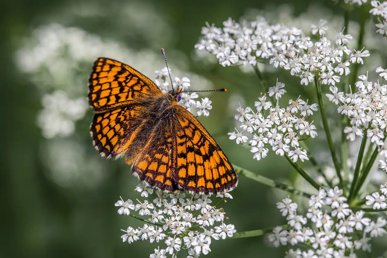 Vlinder safari: Ontdek de mooiste vlinders in de natuur