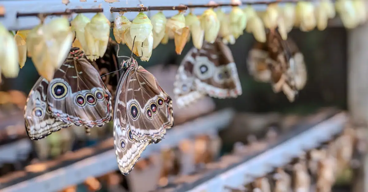 Vlinder als symbool van de ziel en transformatie