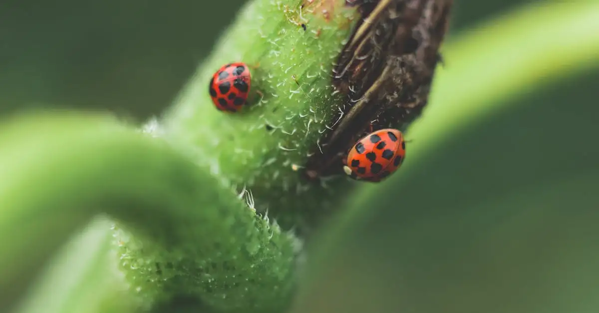 Vlinder van dichtbij bekijken en fotograferen