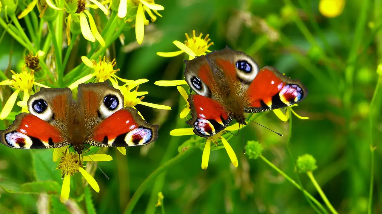 Weetjes over vlinders: de 10 meest fascinerende feiten