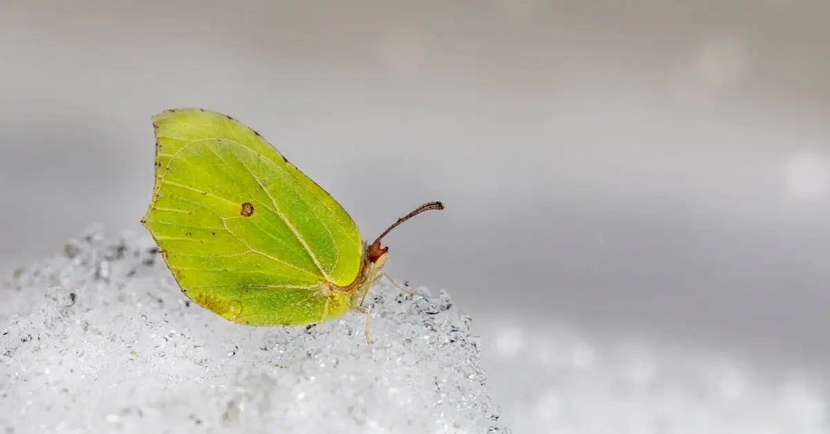 Vlinder winterslaap of dood: wat gebeurt er echt?